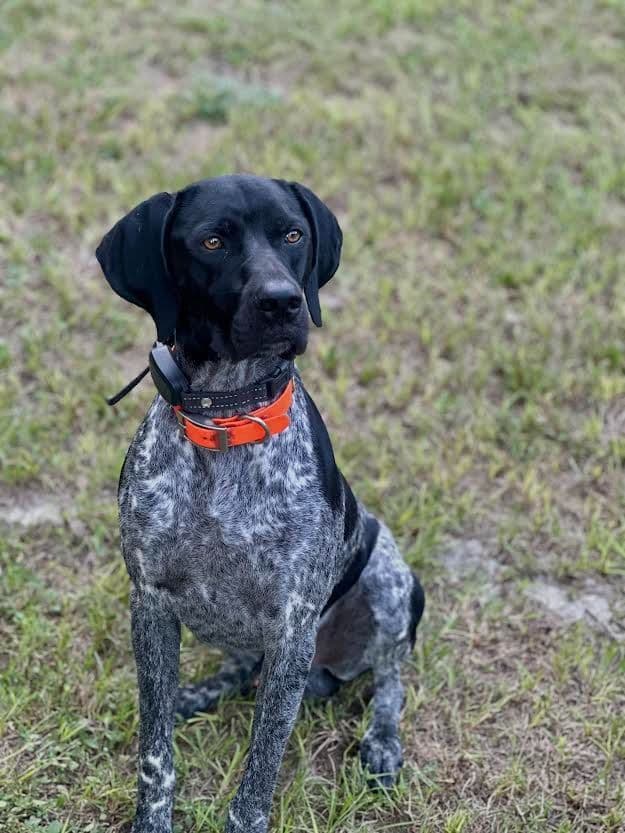 German Shorthaired Pointer Puppies breeder image 17