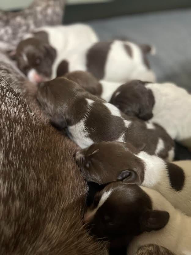 German Shorthaired Pointer Puppies breeder image 18
