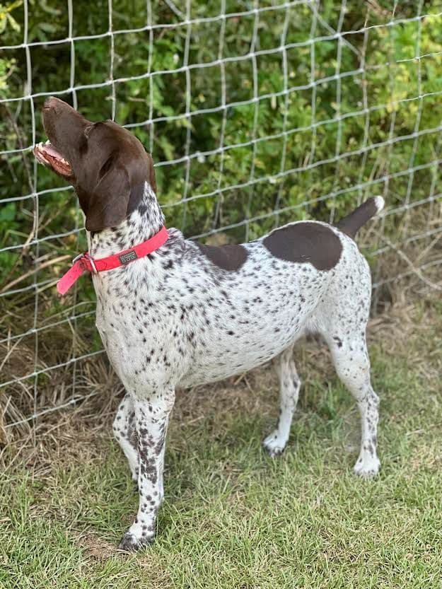 German Shorthaired Pointer Puppies breeder image 19