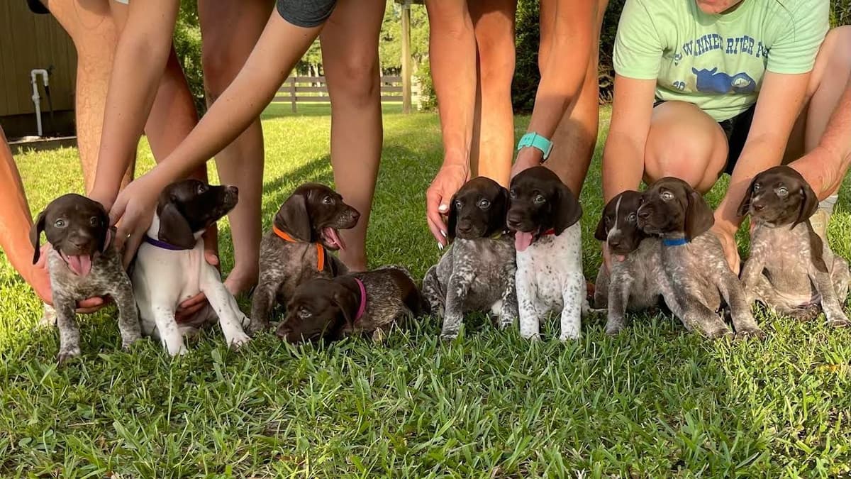 German Shorthaired Pointer Puppies breeder image 20