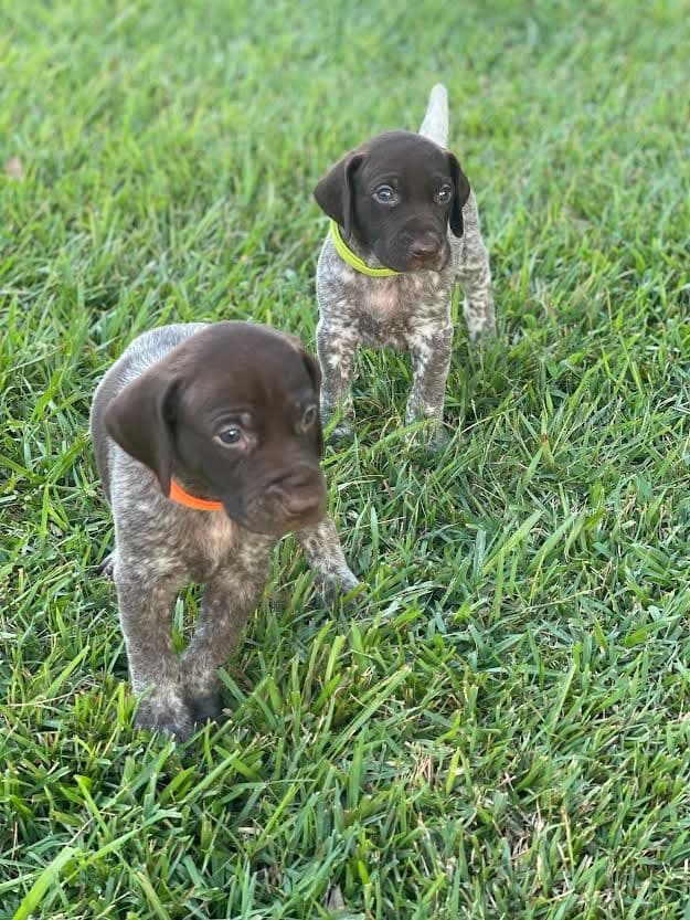 German Shorthaired Pointer Puppies breeder image 21