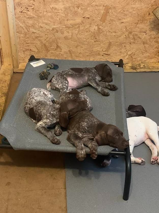 German Shorthaired Pointer Puppies breeder image 22
