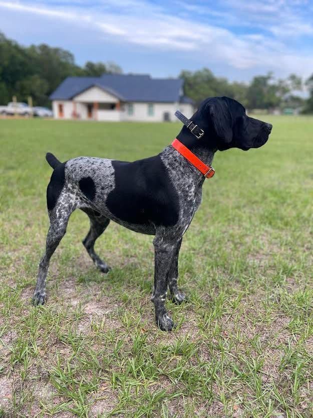 German Shorthaired Pointer Puppies breeder image 23
