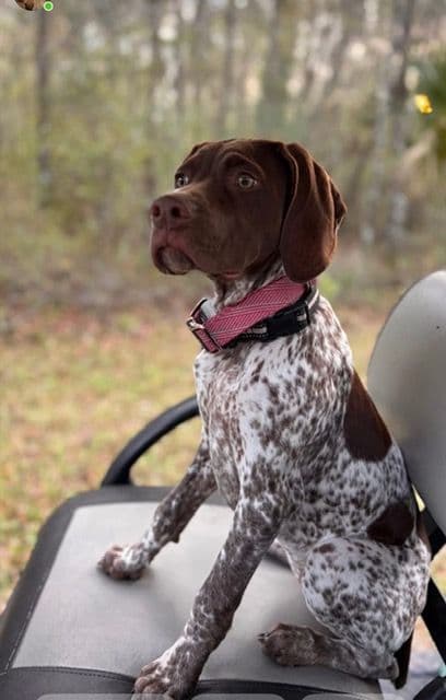 German Shorthaired Pointer Puppies breeder image 24