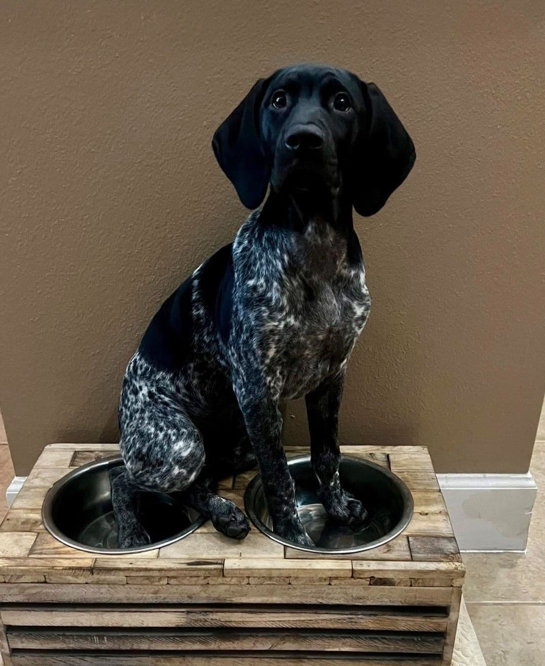 German Shorthaired Pointer Puppies breeder image 25