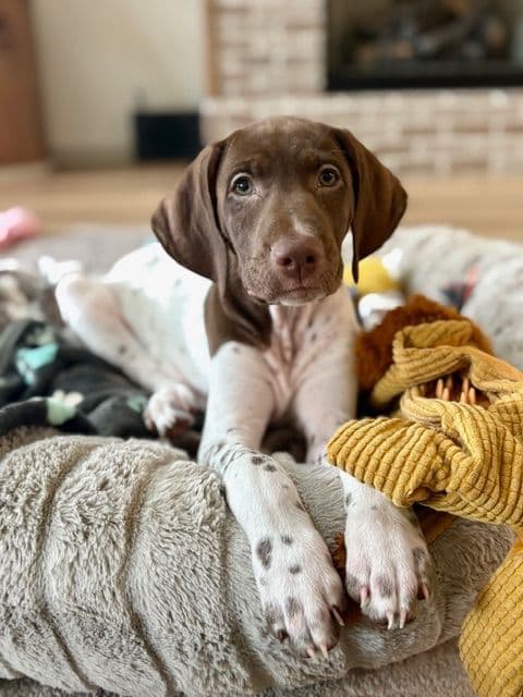 German Shorthaired Pointer Puppies breeder image 26