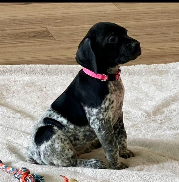 German Shorthaired Pointer Puppies breeder image 27