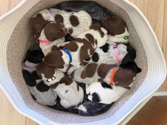 German Shorthaired Pointer Puppies breeder image 28