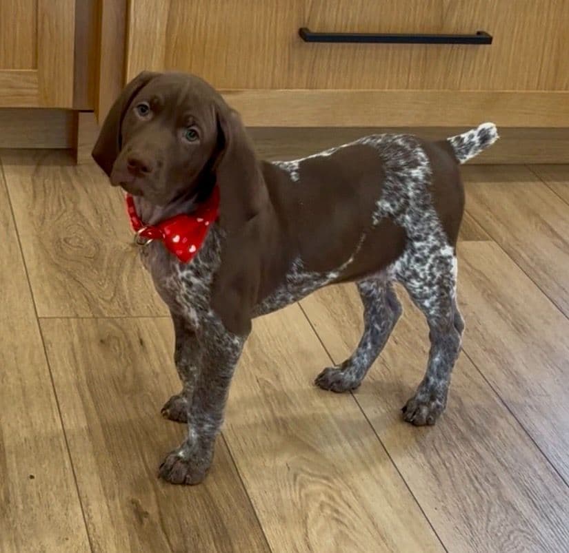 German Shorthaired Pointer Puppies breeder image 29