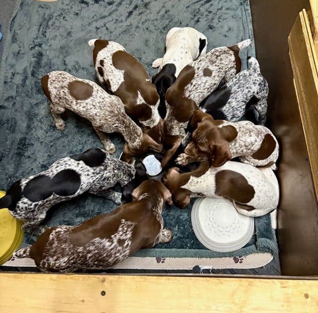 German Shorthaired Pointer Puppies breeder image 30