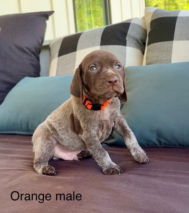 German Shorthaired Pointer Puppies media 4