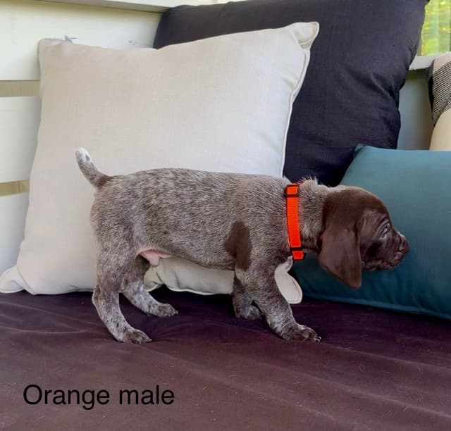 German Shorthaired Pointer Puppies media 5