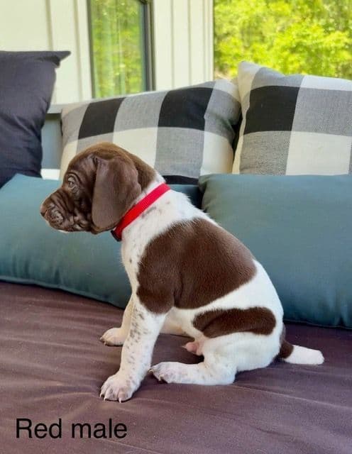 German Shorthaired Pointer Puppies media 6