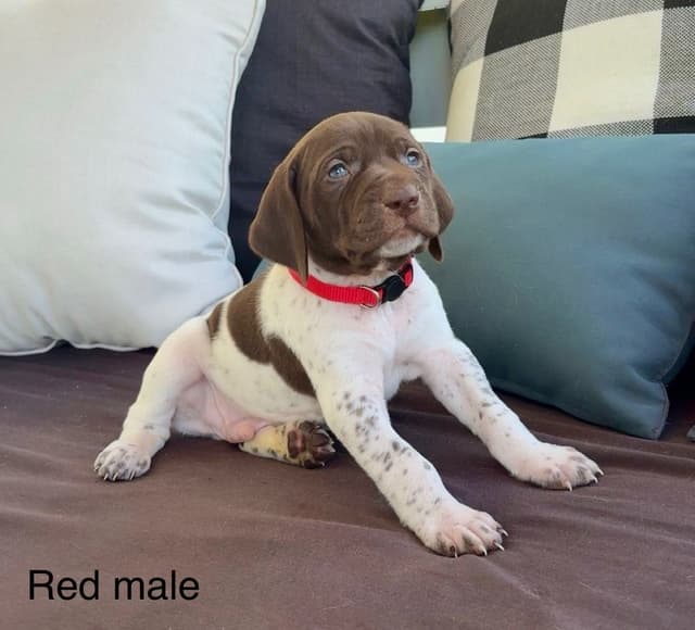 German Shorthaired Pointer Puppies media 7