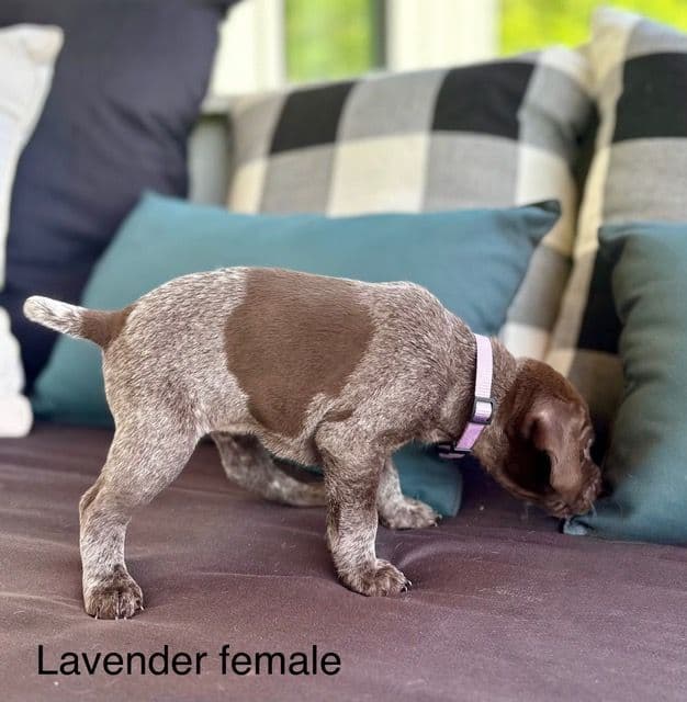 German Shorthaired Pointer Puppies media 8