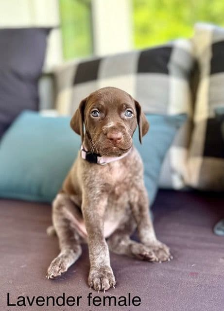 German Shorthaired Pointer Puppies media 9