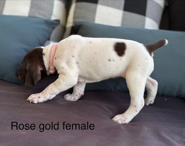 German Shorthaired Pointer Puppies media 10