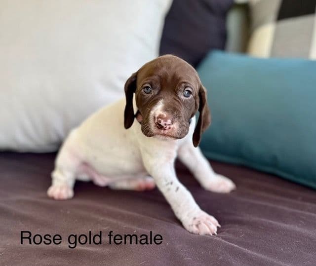 German Shorthaired Pointer Puppies media 11