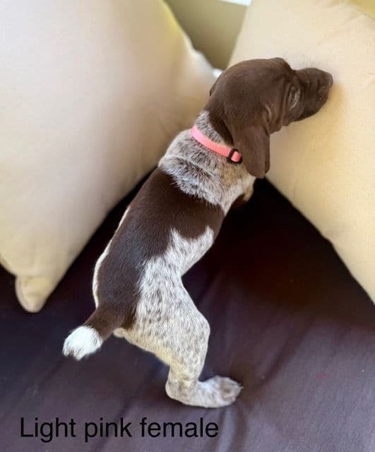 German Shorthaired Pointer Puppies media 12