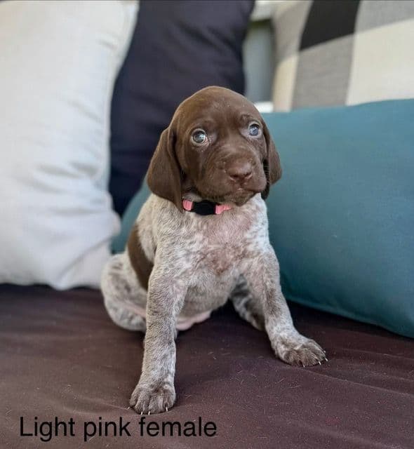 German Shorthaired Pointer Puppies media 13