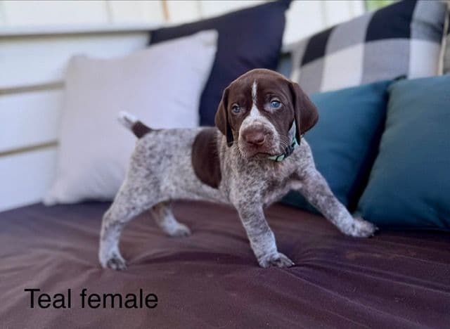 German Shorthaired Pointer Puppies media 15