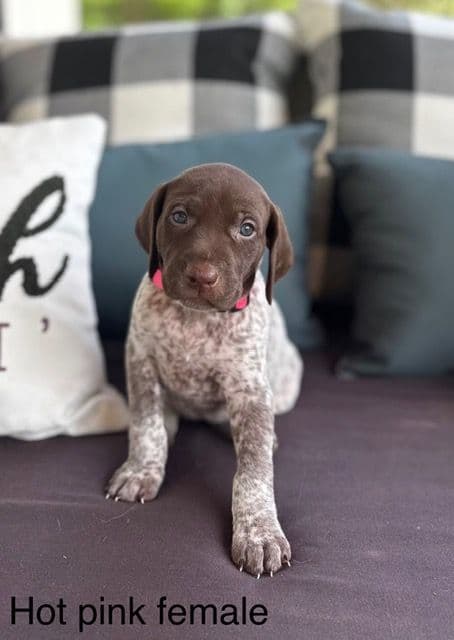 German Shorthaired Pointer Puppies media 16