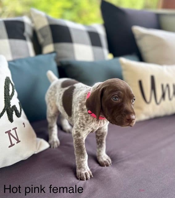 German Shorthaired Pointer Puppies media 17
