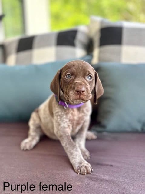 German Shorthaired Pointer Puppies media 18