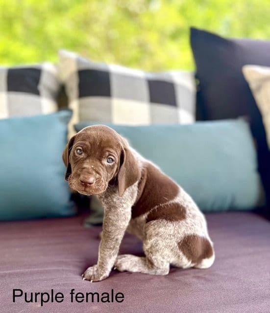 German Shorthaired Pointer Puppies media 19