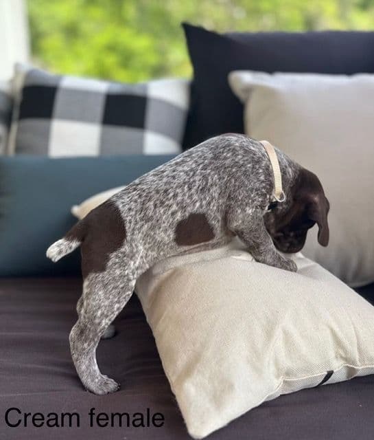 German Shorthaired Pointer Puppies media 20