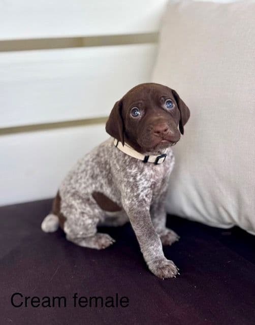 German Shorthaired Pointer Puppies media 21