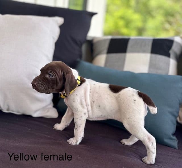 German Shorthaired Pointer Puppies media 22