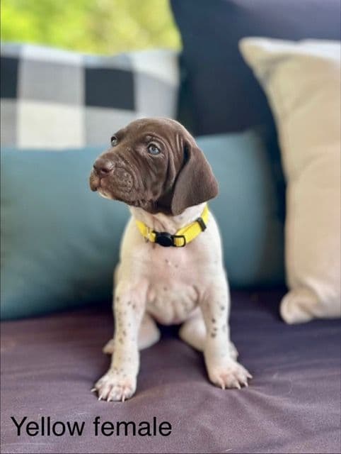 German Shorthaired Pointer Puppies media 23