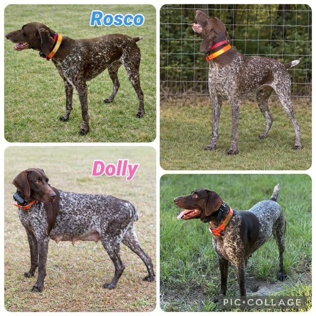 German Shorthaired Pointer Puppies media 24