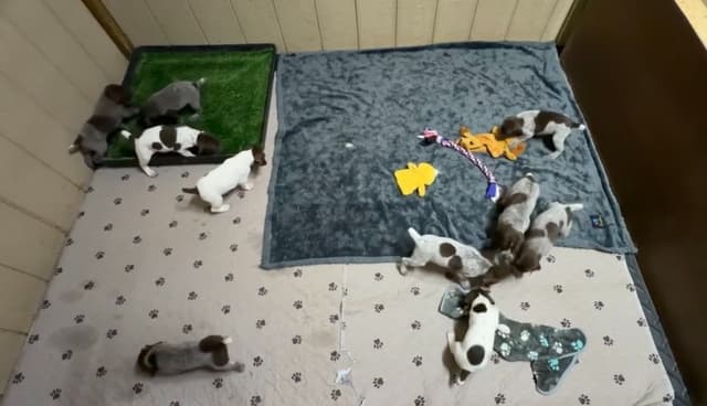 German Shorthaired Pointer Puppies media 25