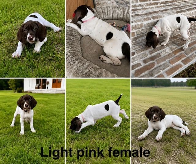 German Shorthaired Pointer Puppies media 3