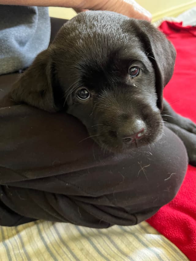 Labrador Retriever Puppies media 2