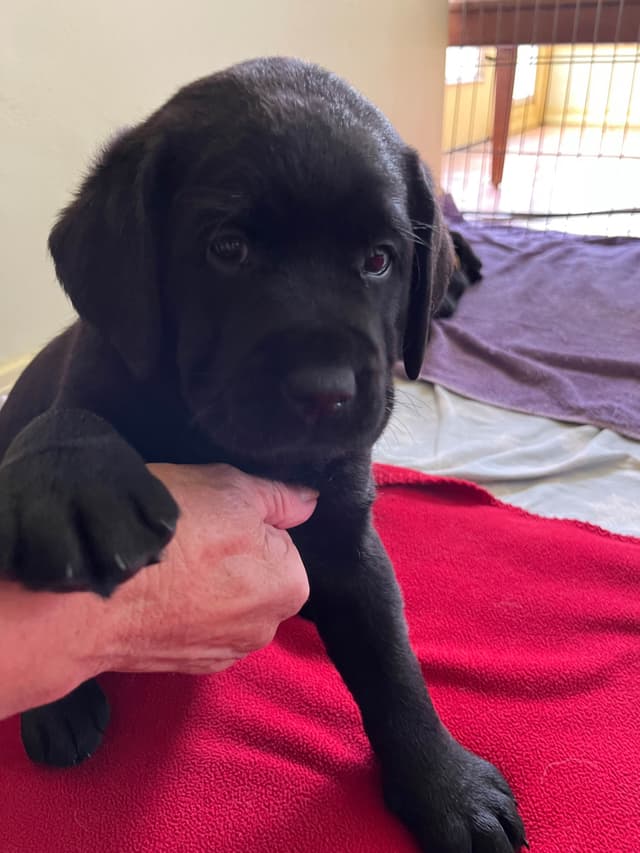 Labrador Retriever Puppies media 3
