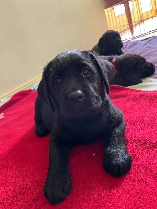 Labrador Retriever Puppies media 4