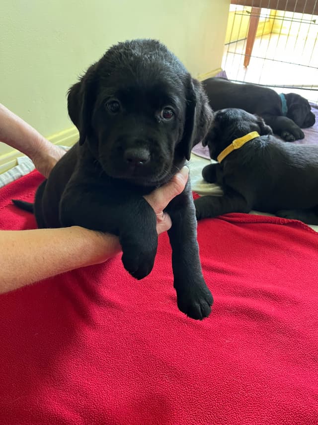 Labrador Retriever Puppies media 5