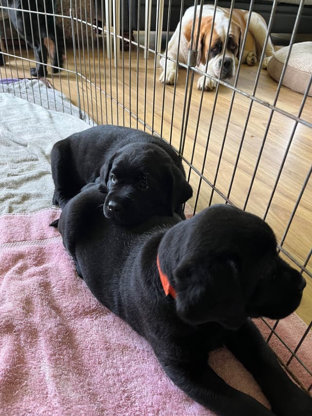 Labrador Retriever Puppies media 6