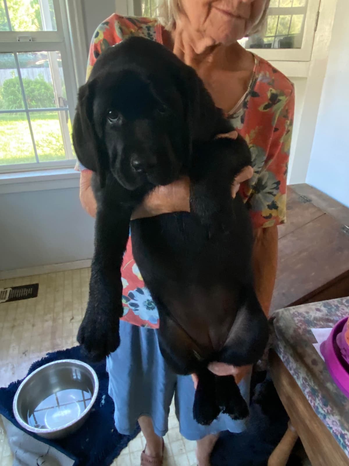 Labrador Retriever Puppies breeder image 2
