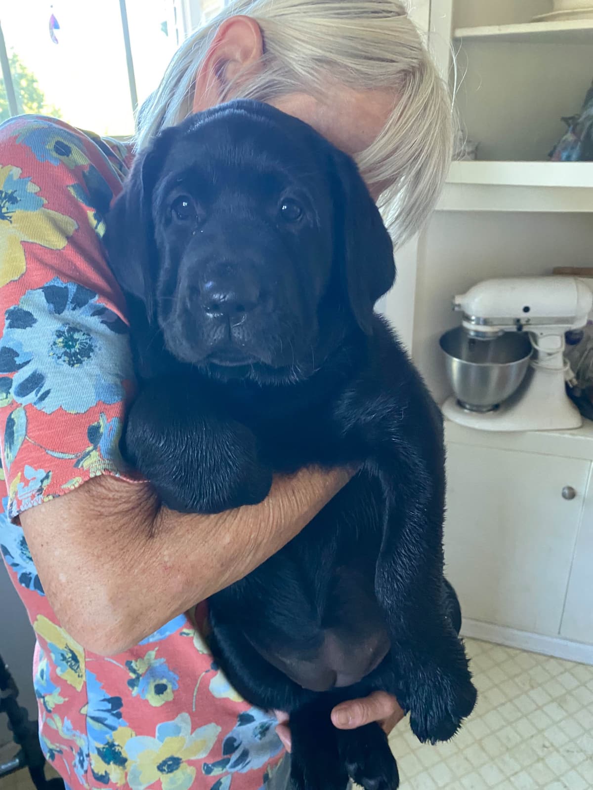 Labrador Retriever Puppies breeder image 3