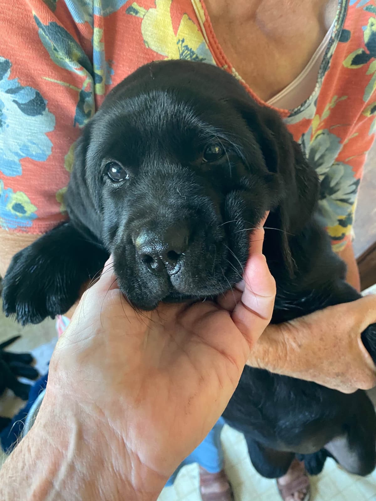 Labrador Retriever Puppies breeder image 4