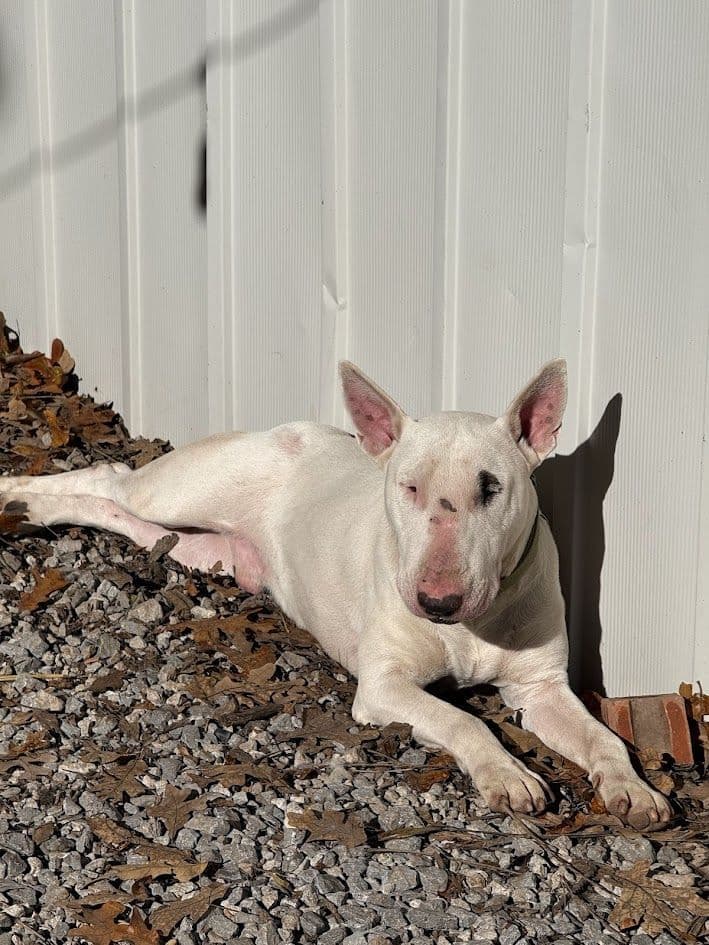 Bull Terrier Puppies breeder image 3