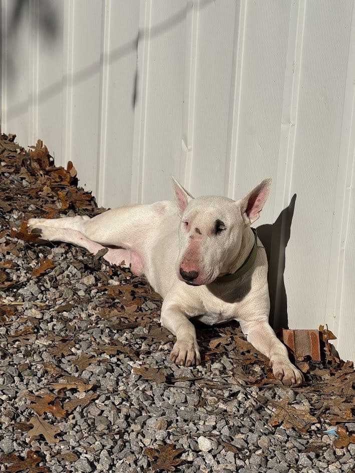 Bull Terrier Puppies breeder image 1