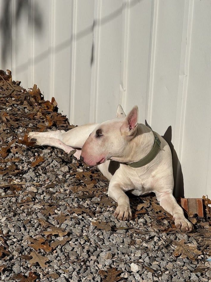 Bull Terrier Puppies breeder image 2