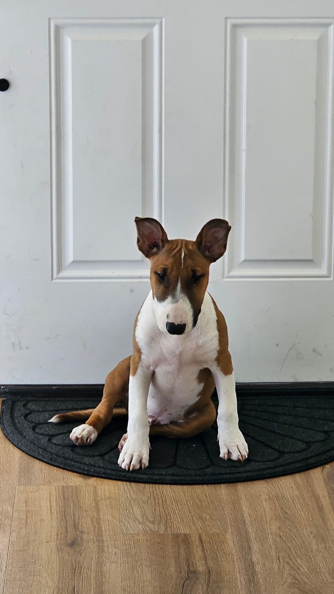 Bull Terrier Puppies breeder image 4
