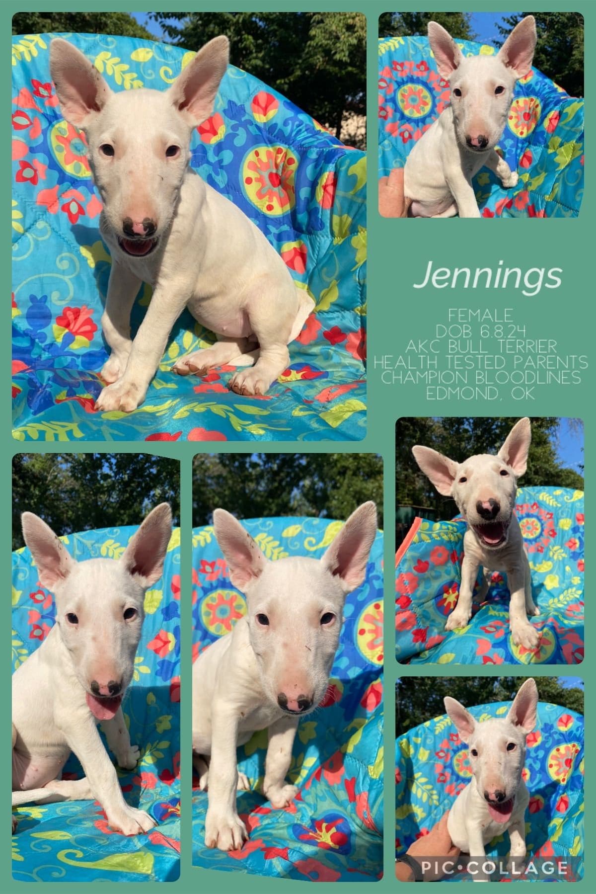 Bull Terrier Puppies breeder image 6