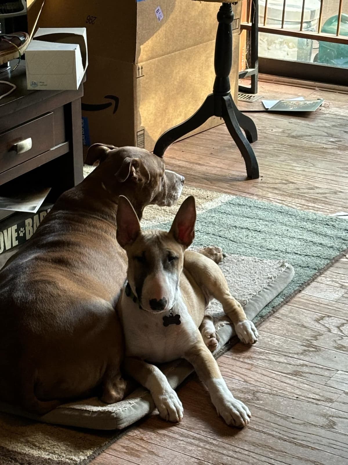 Bull Terrier Puppies breeder image 12